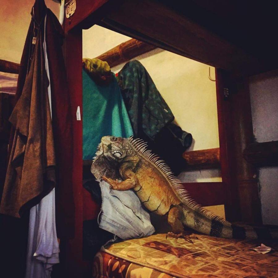 My Little House Surf&Backpacker Hostel Монтаньита Экстерьер фото